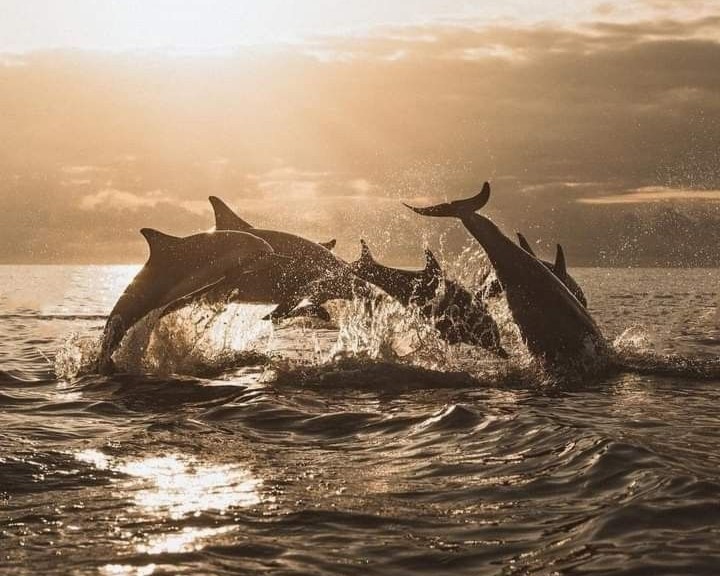 Wacthing  Dolphins, Swimming And  Snorkeling Tour  With Private Boat 